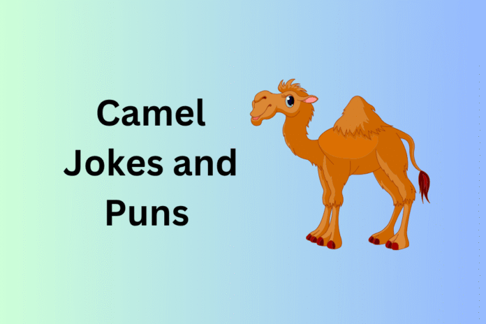 Camel Jokes and Puns
